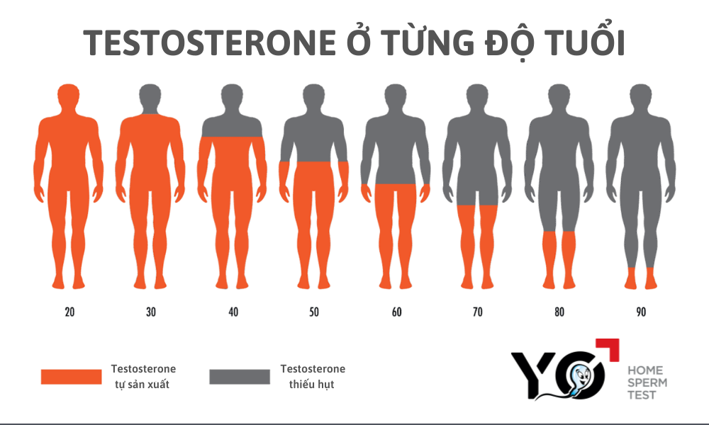 Testosterone sụt giảm do suy tinh hoàn