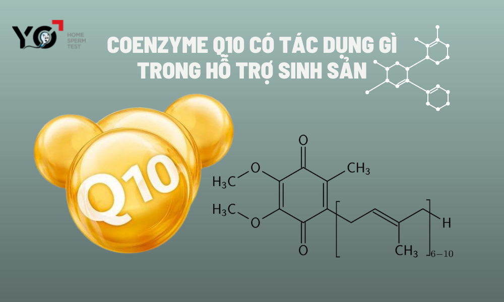 cau-tao-hoa-hoc-coenzyme-q10