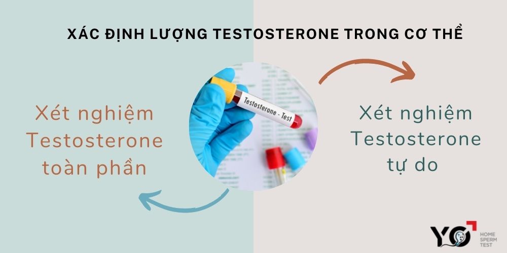 Cách xác định lượng Testosterone trong cơ thể