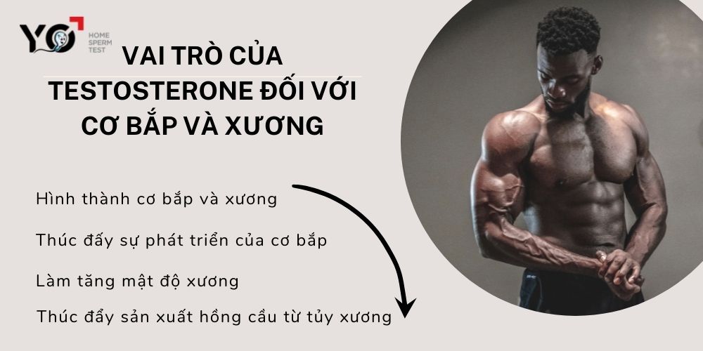 Vai trò của Testosterone đối với sự phát triển của cơ bắp và xương