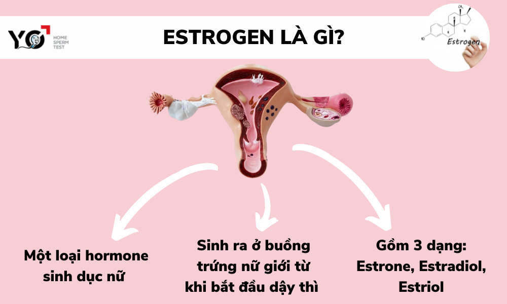 Nội tiết tố nữ estrogen