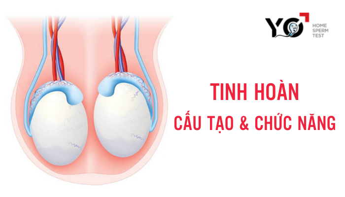 Tinh hoàn: cấu tạo và chức năng