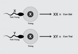 tinh trung va trung ket hop