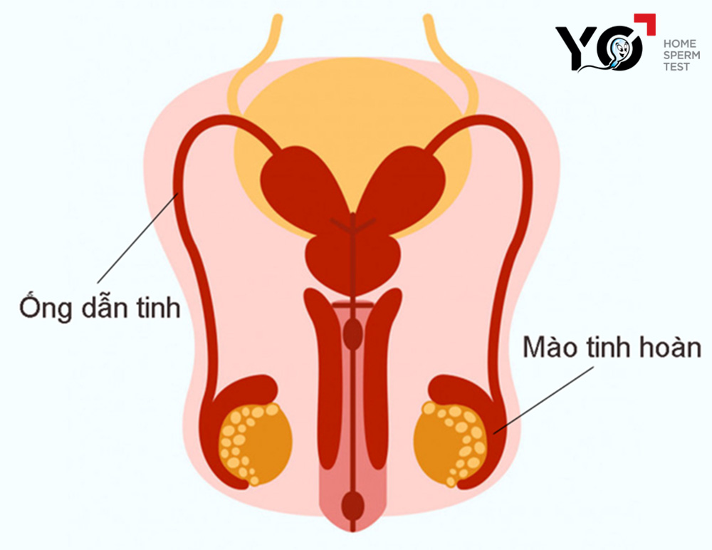 Ống dẫn tinh là bộ phận quan trọng trong cơ quan sinh dục nam