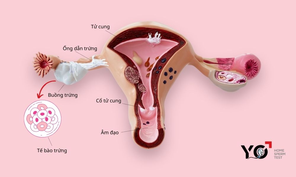 Mô phỏng tế bào trứng và cấu tạo bên trong bộ phận sinh dục nữ giới