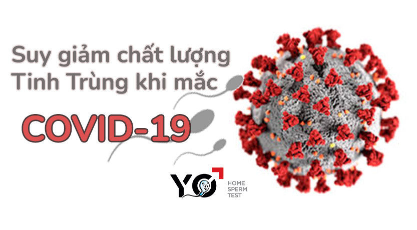 suy giam tinh trung khi mac covid 19