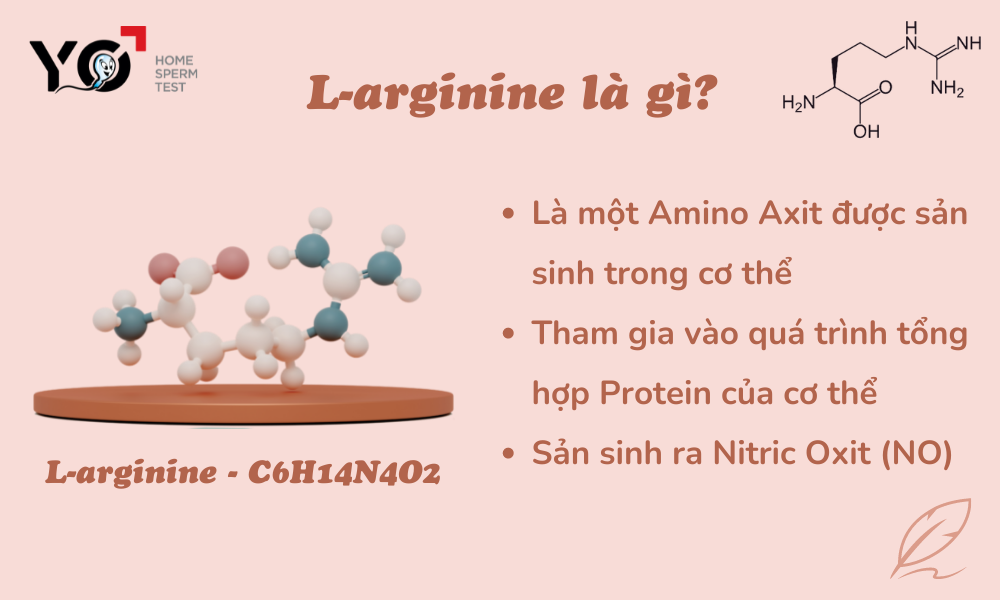 L-arginine có tác dụng gì đối với sức khỏe sinh sản nam & nữ?