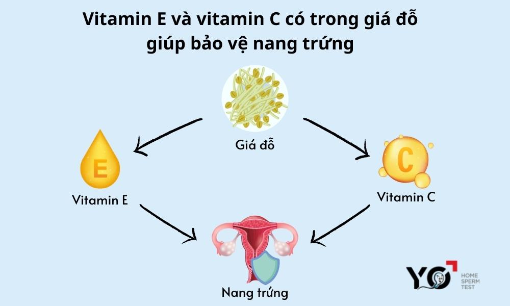 Vitamin E và vitamin C có trong giá đỗ giúp bảo vệ nang trứng