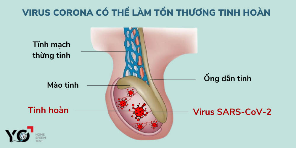 Virus Corona có thể ẩn náu trong tinh hoàn, phá hoại sức khỏe sinh sản của nam giới