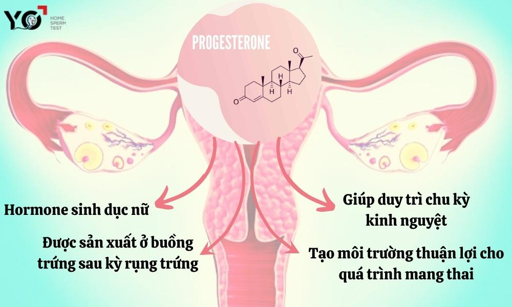 Progesterone- hormone vô cùng quan trọng đối với nữ giới