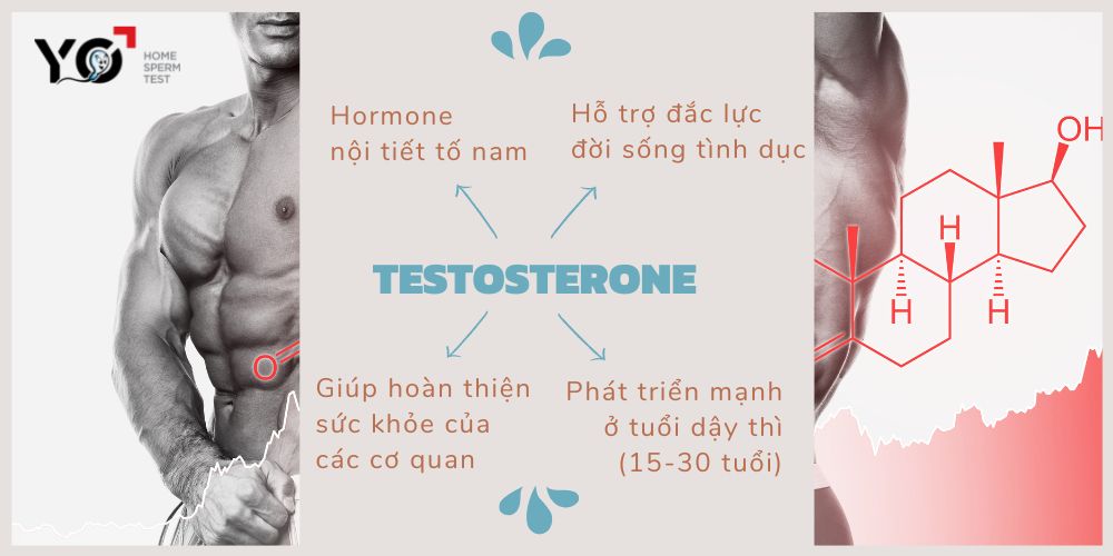 Testosterone là hormone nội tiết tố nam rất quan trọng