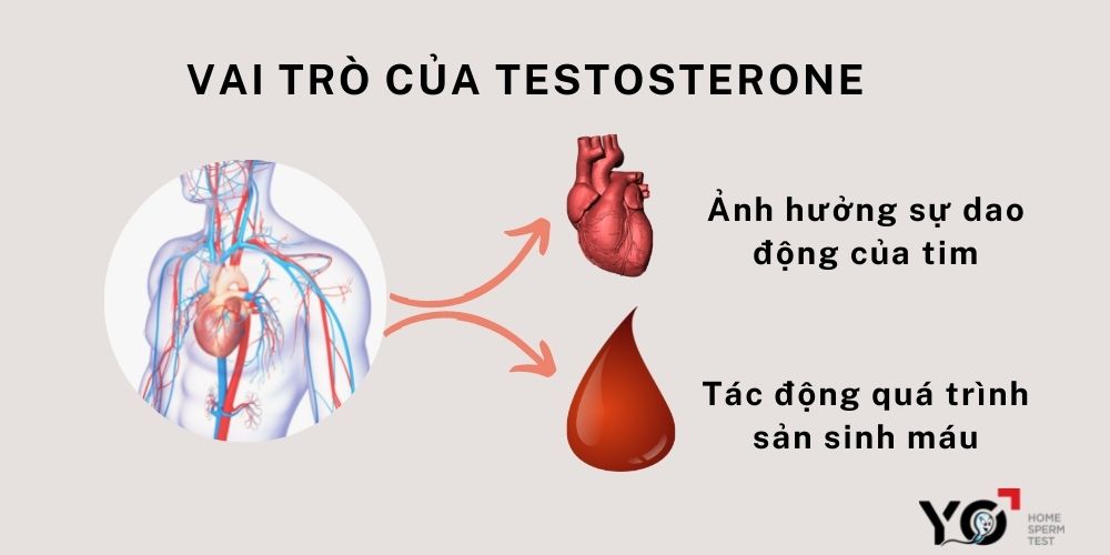 Vai trò của Testosterone đối với hệ tuần hoàn