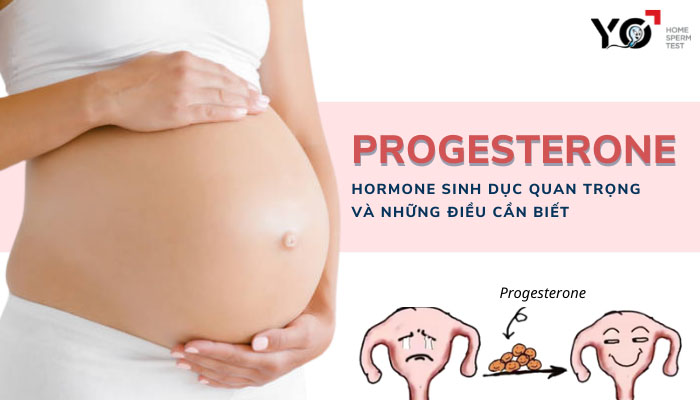 Progesterone là gì?