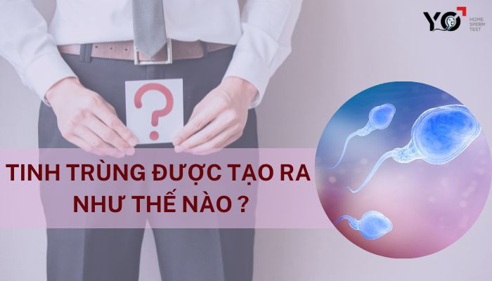Tinh trung duoc tao ra nhu the nao 1