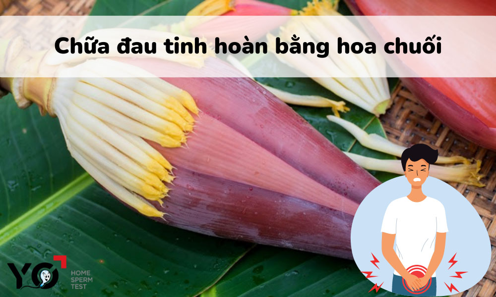Giảm đau tinh hoàn bằng hoa chuối