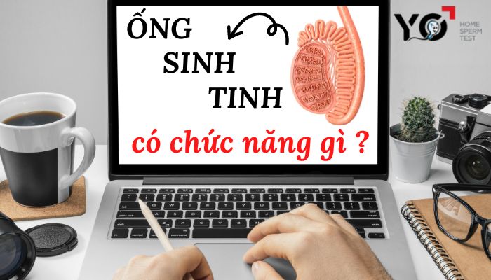 Ống sinh tinh