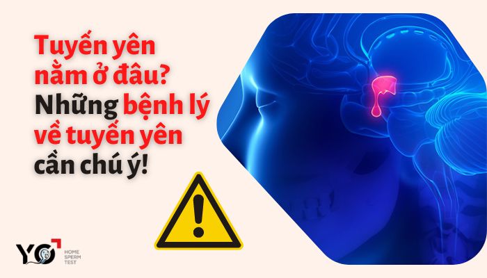 Tuyến yên nằm ở đâu