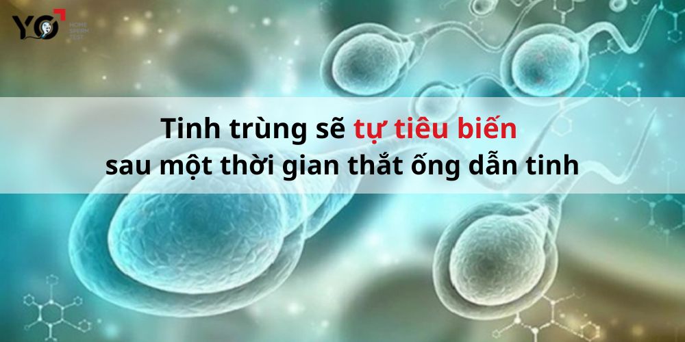 Sau khi thắt ống dẫn tinh thì tinh trùng sẽ tự tiêu biến sau một thời gian