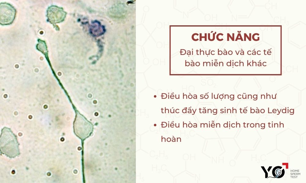Chức năng đại thực bào