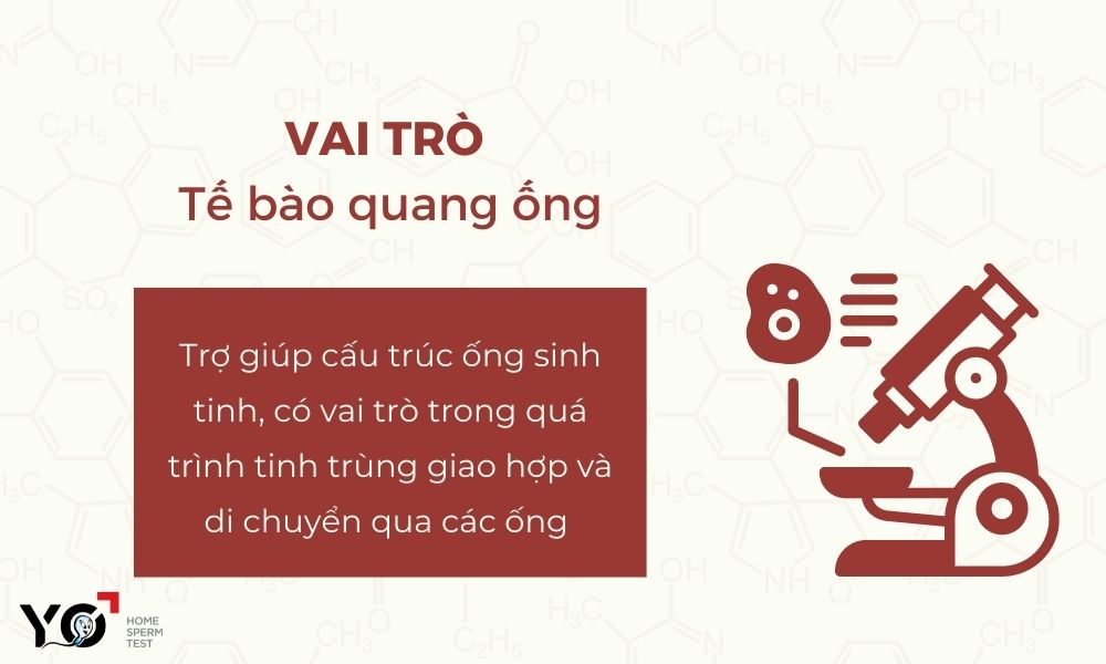 Chức năng của tế bào quanh ống trong tinh hoàn