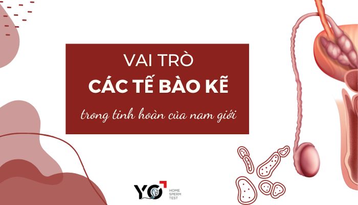 Thumb Yo 700 × 400 px 4