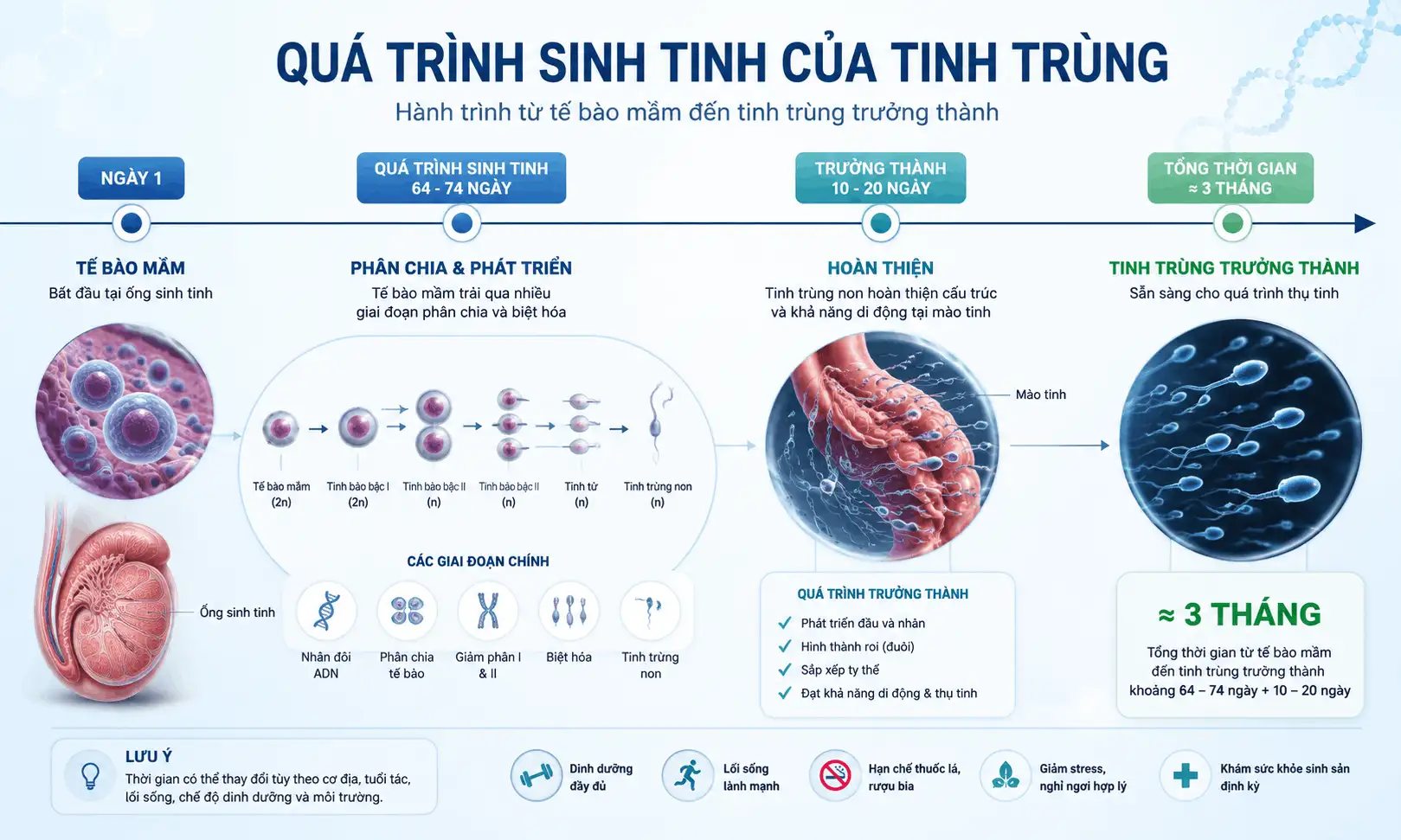 bao lau nen test tinh trung 2